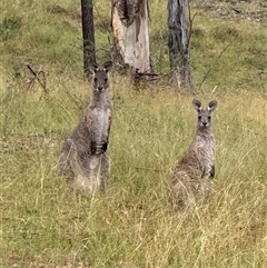 Macropus giganteus (Eastern Grey Kangaroo) at Orangeville, NSW - 21 Mar 2025 by belleandjason