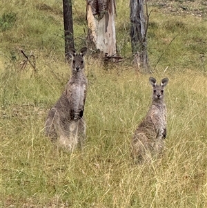 Macropus giganteus at Orangeville, NSW - 21 Mar 2025 10:38 AM