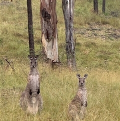 Macropus giganteus at Orangeville, NSW - 21 Mar 2025 10:38 AM