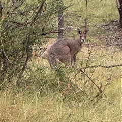 Macropus giganteus at Orangeville, NSW - 21 Mar 2025 10:38 AM