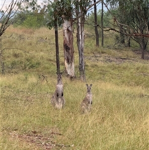 Macropus giganteus at Orangeville, NSW - 21 Mar 2025 10:38 AM