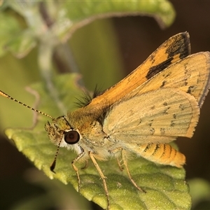 Ocybadistes walkeri (Green Grass-dart) at Melba, ACT - 18 Mar 2025 by kasiaaus