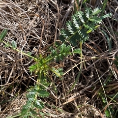 Acaena (genus) (A Sheep's Burr) at Melba, ACT - 19 Mar 2025 by R0ger