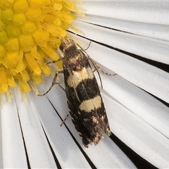 Glyphipterix chrysoplanetis (A Sedge Moth) at Melba, ACT - 18 Mar 2025 by kasiaaus