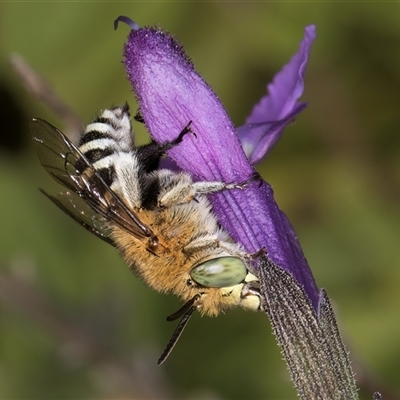 Amegilla (Zonamegilla) asserta (Blue Banded Bee) at Melba, ACT - 18 Mar 2025 by kasiaaus