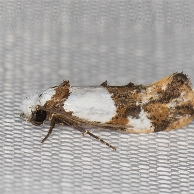 Monopis meliorella (Blotched Monopis Moth) at Melba, ACT - 18 Mar 2025 by kasiaaus