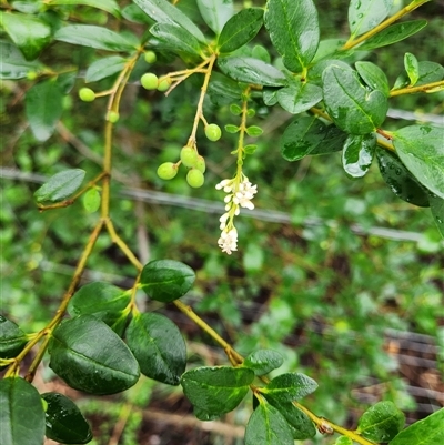 Ligustrum lucidum (Large-leaved Privet) at Kingston, ACT - 21 Mar 2025 by Tawny4