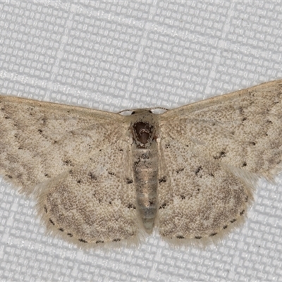 Idaea philocosma (Flecked Wave) at Melba, ACT - 18 Mar 2025 by kasiaaus