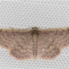 Idaea costaria (White-edged Wave) at Melba, ACT - 18 Mar 2025 by kasiaaus