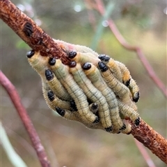 Pseudoperga sp. (genus) at Orangeville, NSW - 21 Mar 2025 by belleandjason