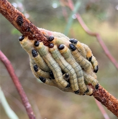 Pseudoperga sp. (genus) at Orangeville, NSW - 21 Mar 2025 by belleandjason