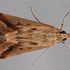 Achyra massalis (Ombava) at Ainslie, ACT - 15 Mar 2025 by jb2602