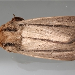 Leucania diatrecta (A Noctuid moth) at Ainslie, ACT - 15 Mar 2025 by jb2602