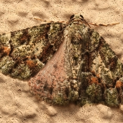 Aeolochroma metarhodata (Tea-tree Emerald) at Ainslie, ACT - 16 Mar 2025 by jb2602