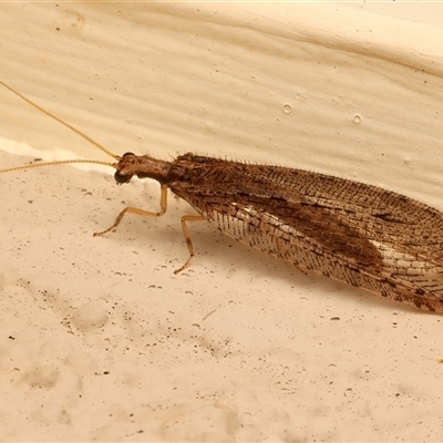 Stenosmylus tenuis (Osmylid lacewing) at Ainslie, ACT - 15 Mar 2025 by jb2602