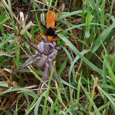 Cryptocheilus bicolor (Orange Spider Wasp) at Fyshwick, ACT - 21 Mar 2025 by Tawny4