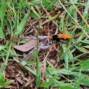 Cryptocheilus bicolor at Fyshwick, ACT - 21 Mar 2025 11:39 AM