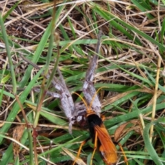 Cryptocheilus bicolor at Fyshwick, ACT - 21 Mar 2025 11:39 AM