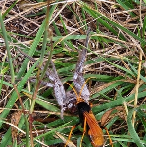 Cryptocheilus bicolor at Fyshwick, ACT - 21 Mar 2025 11:39 AM