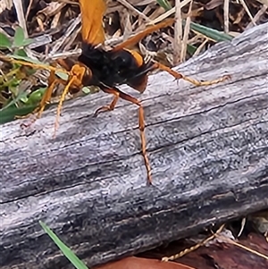 Cryptocheilus bicolor at Fyshwick, ACT - 21 Mar 2025 11:39 AM
