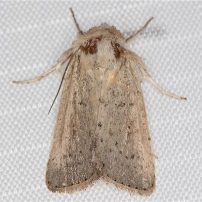 Leucania uda (A Noctuid moth) at Melba, ACT - 18 Mar 2025 by kasiaaus