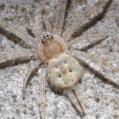 Tamopsis sp. (genus) (Two-tailed spider) at Acton, ACT - 20 Mar 2025 by TimL