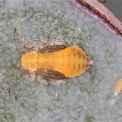 Glycaspis sp. (genus) (Unidentified sugary lerp) at Belconnen, ACT - 19 Mar 2025 by kasiaaus