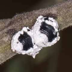 Melanococcus albizziae (Acacia Mealybug) at Belconnen, ACT - 19 Mar 2025 by kasiaaus