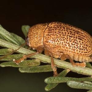 Aporocera vermicularis (A case-bearing beetle) at Belconnen, ACT - 19 Mar 2025 by kasiaaus