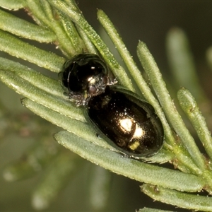 Unidentified Beetle (Coleoptera) at Belconnen, ACT - 19 Mar 2025 by kasiaaus