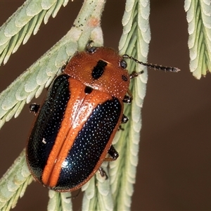 Calomela curtisi (Acacia leaf beetle) at Belconnen, ACT - 19 Mar 2025 by kasiaaus