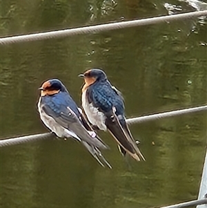 Hirundo neoxena (Welcome Swallow) at Kingston, ACT - 21 Mar 2025 by Tawny4