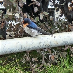 Hirundo neoxena at Kingston, ACT - 21 Mar 2025 12:10 PM