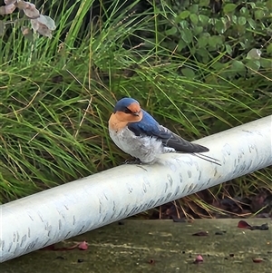 Hirundo neoxena at Kingston, ACT - 21 Mar 2025 12:10 PM