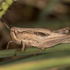 Caledia captiva (grasshopper) at Belconnen, ACT - 19 Mar 2025 by kasiaaus