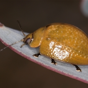 Paropsisterna cloelia (Eucalyptus variegated beetle) at Belconnen, ACT - 19 Mar 2025 by kasiaaus