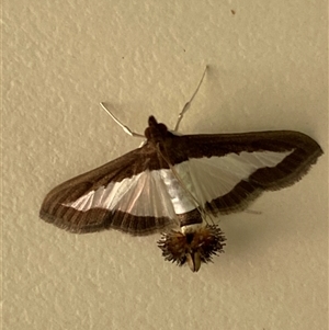 Diaphania indica (Cucumber Moth, Spilomelinae) at Bonny Hills, NSW - 21 Mar 2025 by pls047