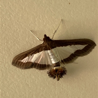 Diaphania indica (Cucumber Moth, Spilomelinae) at Bonny Hills, NSW - 21 Mar 2025 by pls047