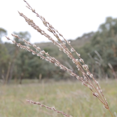 Digitaria brownii (Cotton Panic Grass) at Theodore, ACT - 23 Jan 2025 by MichaelBedingfield