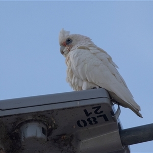 Cacatua sanguinea (Little Corella) at Cooma, NSW - 19 Mar 2025 by AlisonMilton