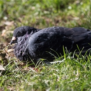 Columba livia (Rock Dove (Feral Pigeon)) at Cooma, NSW - 19 Mar 2025 by AlisonMilton