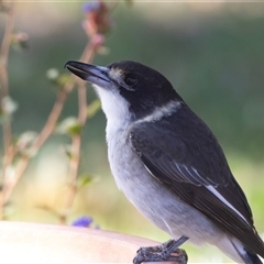 Cracticus torquatus (Grey Butcherbird) at Higgins, ACT - 17 Mar 2025 by AlisonMilton