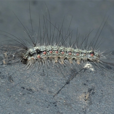 Anestia (genus) (A tiger moth) at Higgins, ACT - 18 Mar 2025 by AlisonMilton