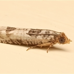 Spilonota constrictana (A Tortricid moth) at Ainslie, ACT - 15 Mar 2025 by jb2602