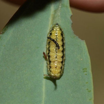 Gonipterus sp. (genus) (Eucalyptus Weevil) at Higgins, ACT - 5 Mar 2025 by AlisonMilton