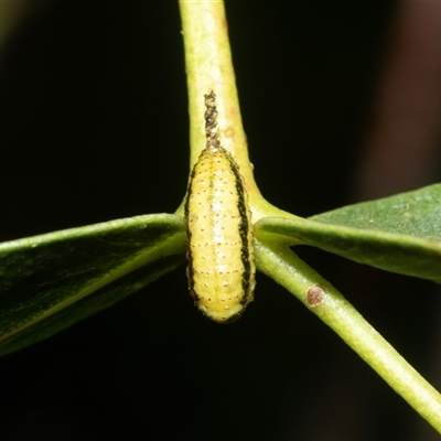 Gonipterus sp. (genus) (Eucalyptus Weevil) at Higgins, ACT - 18 Mar 2025 by AlisonMilton