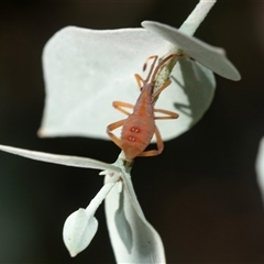 Amorbus (genus) (Eucalyptus Tip bug) at Higgins, ACT - 5 Mar 2025 by AlisonMilton