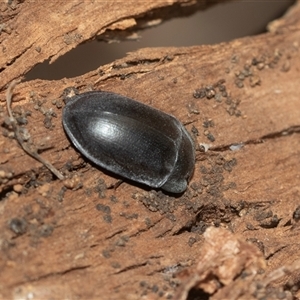 Unidentified Darkling beetle (Tenebrionidae) at Higgins, ACT - 5 Mar 2025 by AlisonMilton