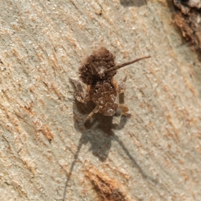 Fulgoroidea (superfamily) (Unidentified fulgoroid planthopper) at Higgins, ACT - 5 Mar 2025 by AlisonMilton