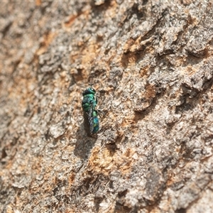 Chrysididae (family) at Higgins, ACT - 5 Mar 2025 03:12 PM